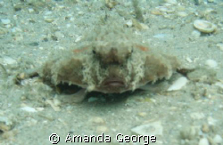 Toadfish, up close and personal. Pic taken yesterday whil... by Amanda George 